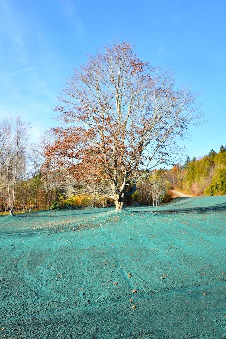 hydroseeding image